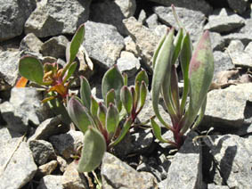 Silene pertersonii